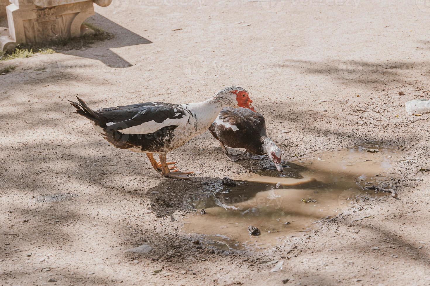 two black and white ducklings on a beige background in the warm sun in the park drinking water photo