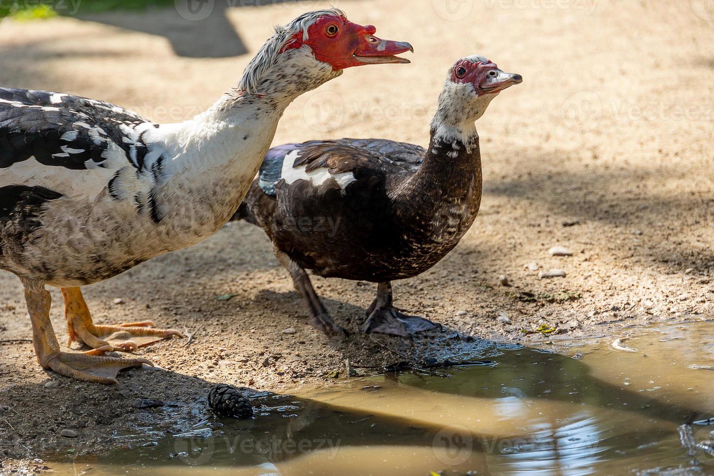 two black and white ducklings on a beige background in the warm sun in the park drinking water photo