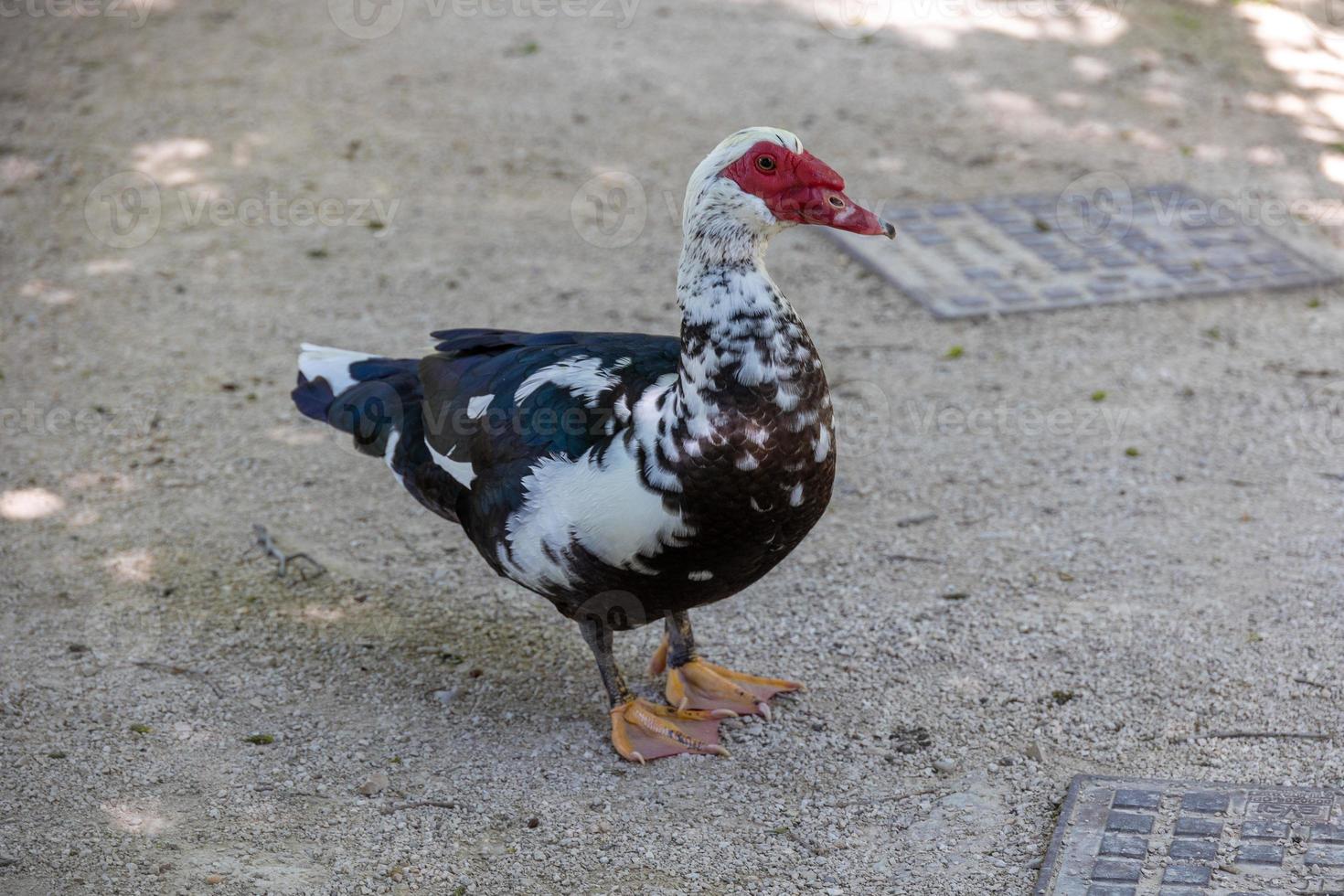 black and white duck on a beige background in the warm sunshine in the park photo