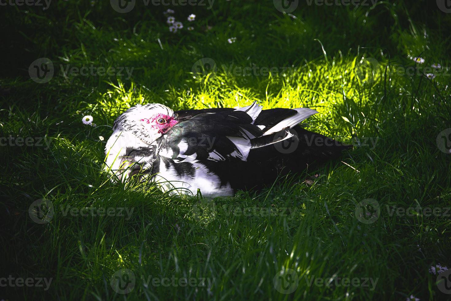 black and white duck on a green background in warm sunshine in the park photo