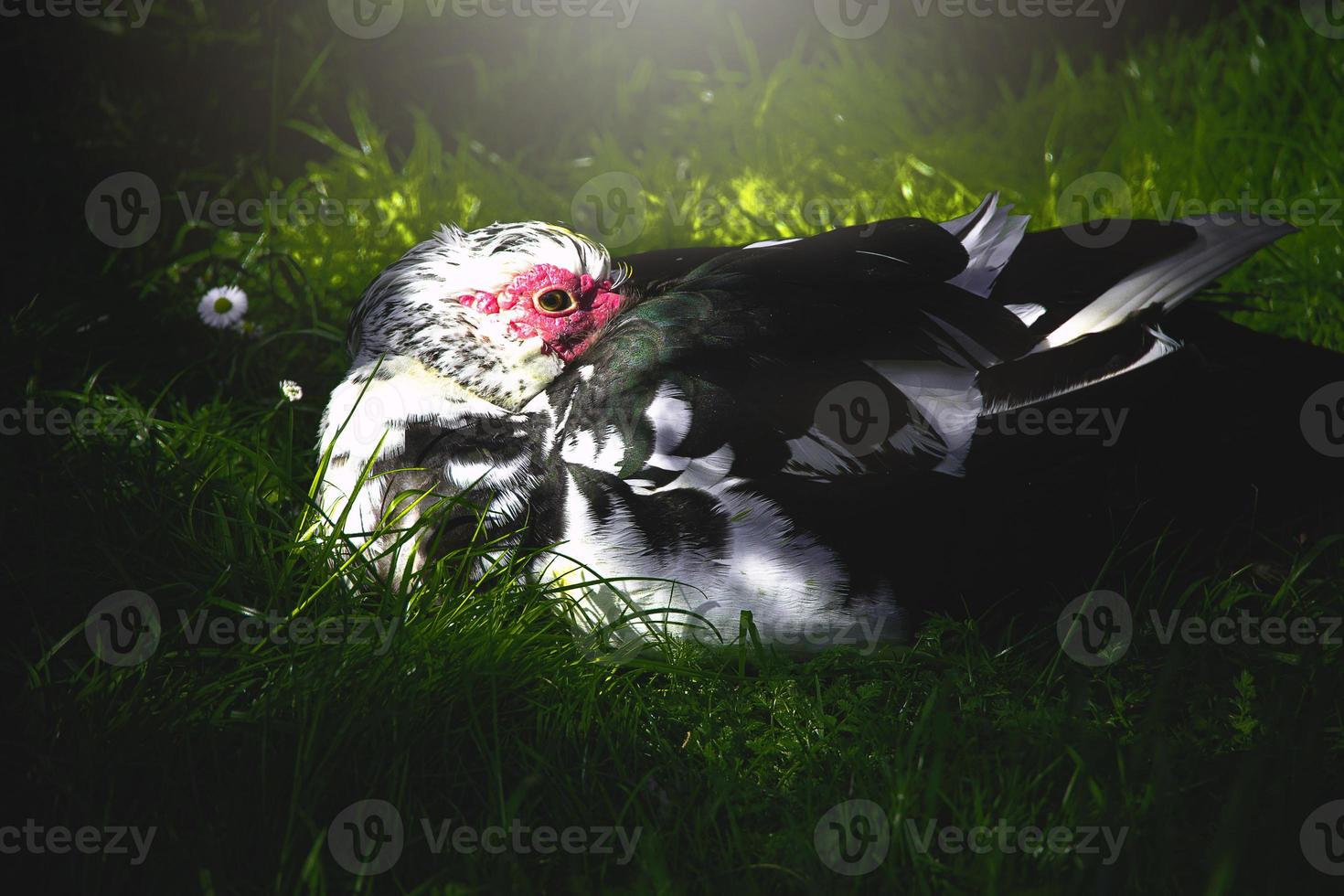 black and white duck on a green background in warm sunshine in the park photo