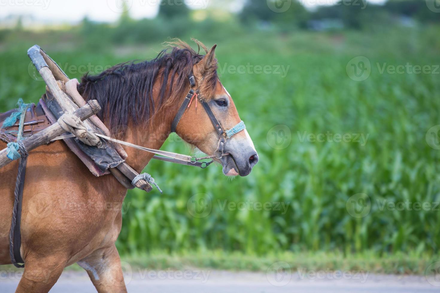 Harnessed horse on the background of the field. photo