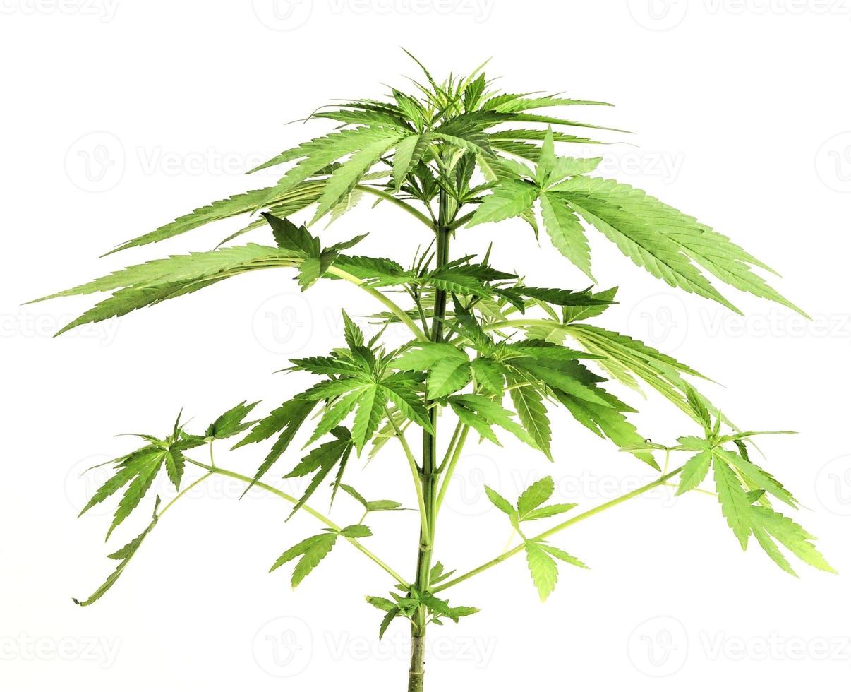 detalle de un marijuana planta foto
