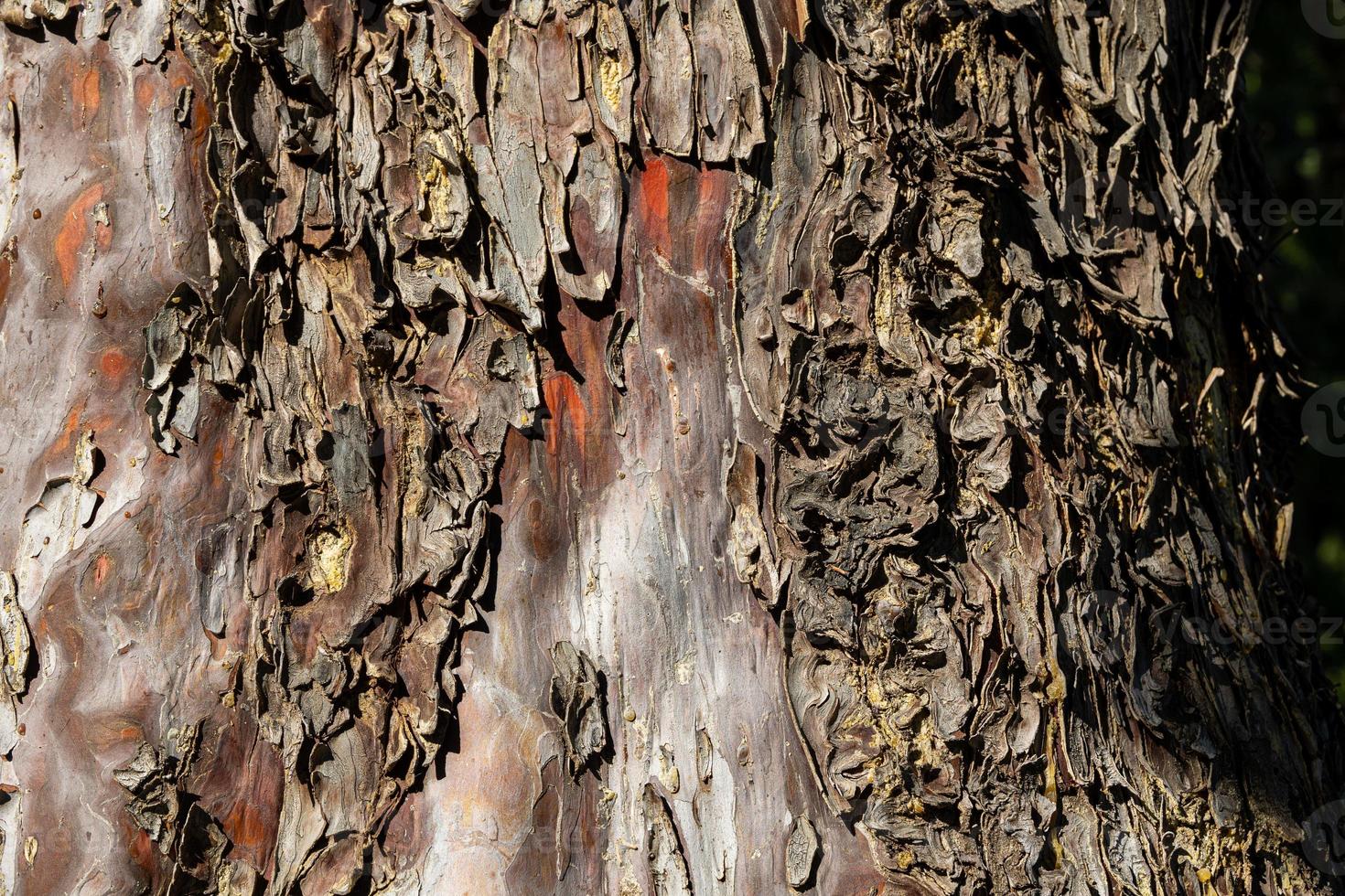 background from brown rough tree bark in close-up on a sunny day photo