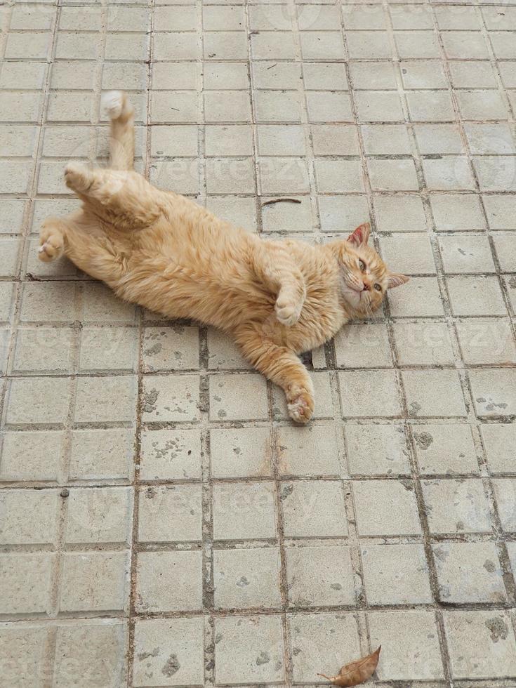 ginger cat lounging on the concrete pavement on a warm afternoon photo