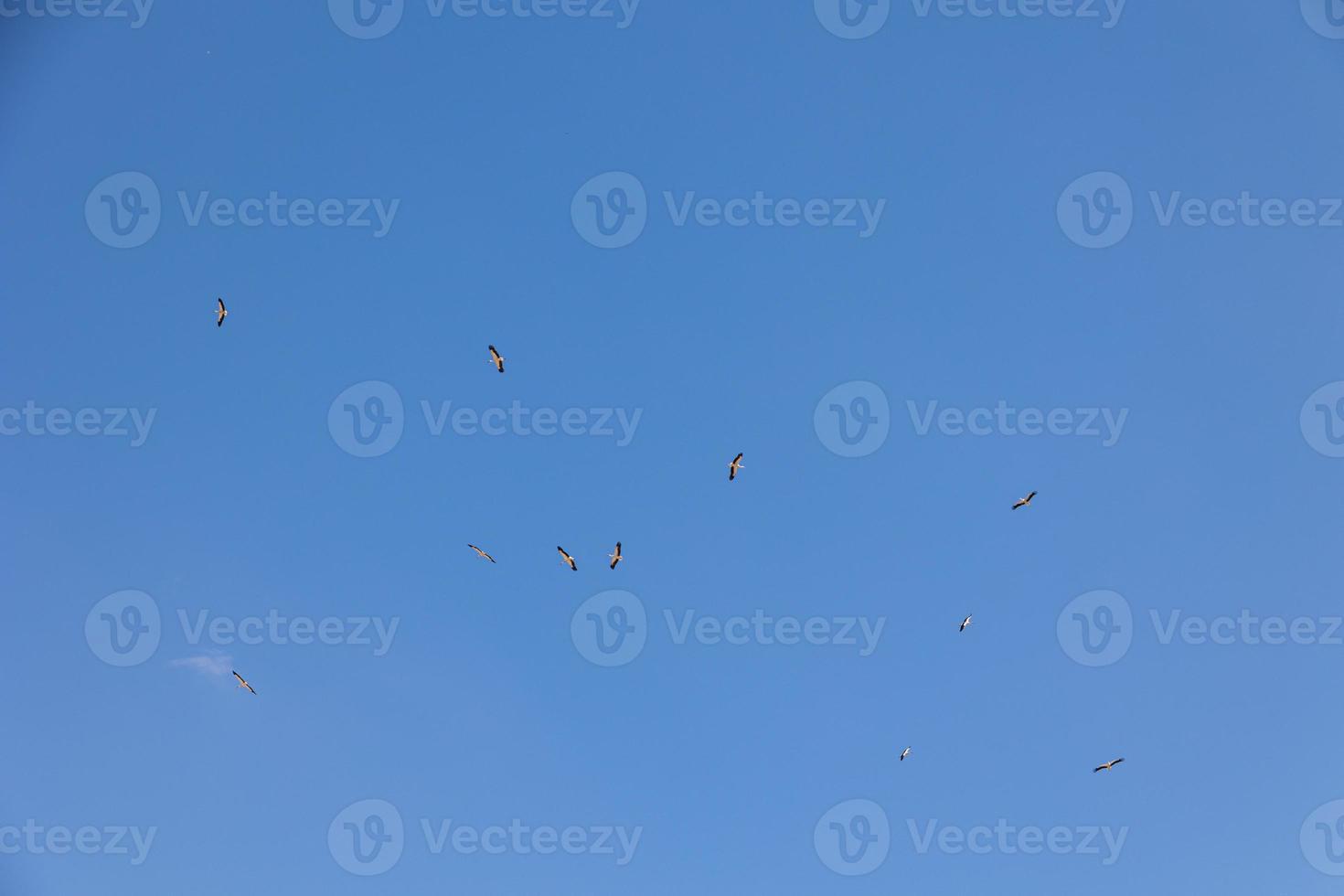 azul cielo antecedentes con volador negro y blanco cigüeña pájaro foto