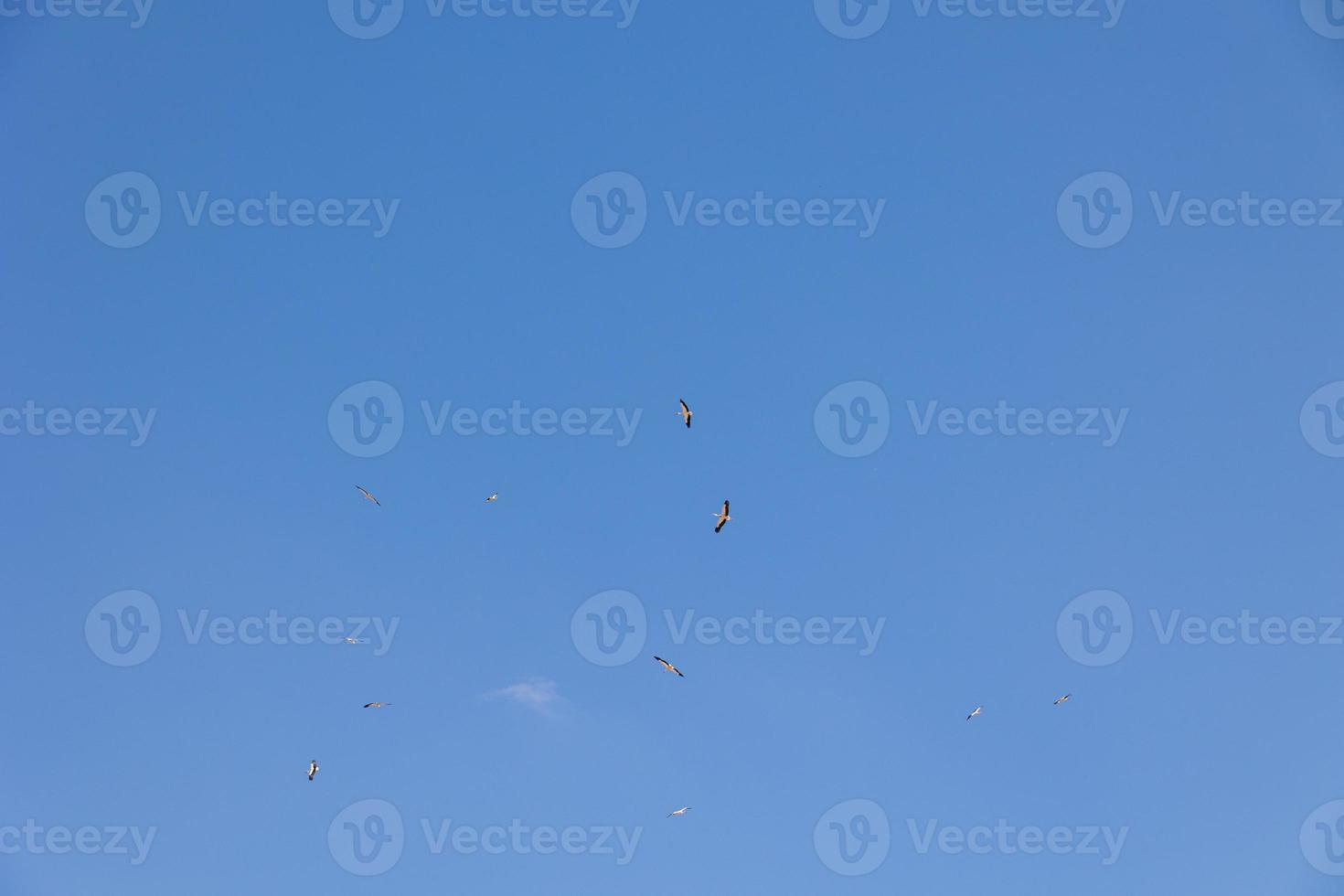 blue sky background with flying black and white stork bird photo