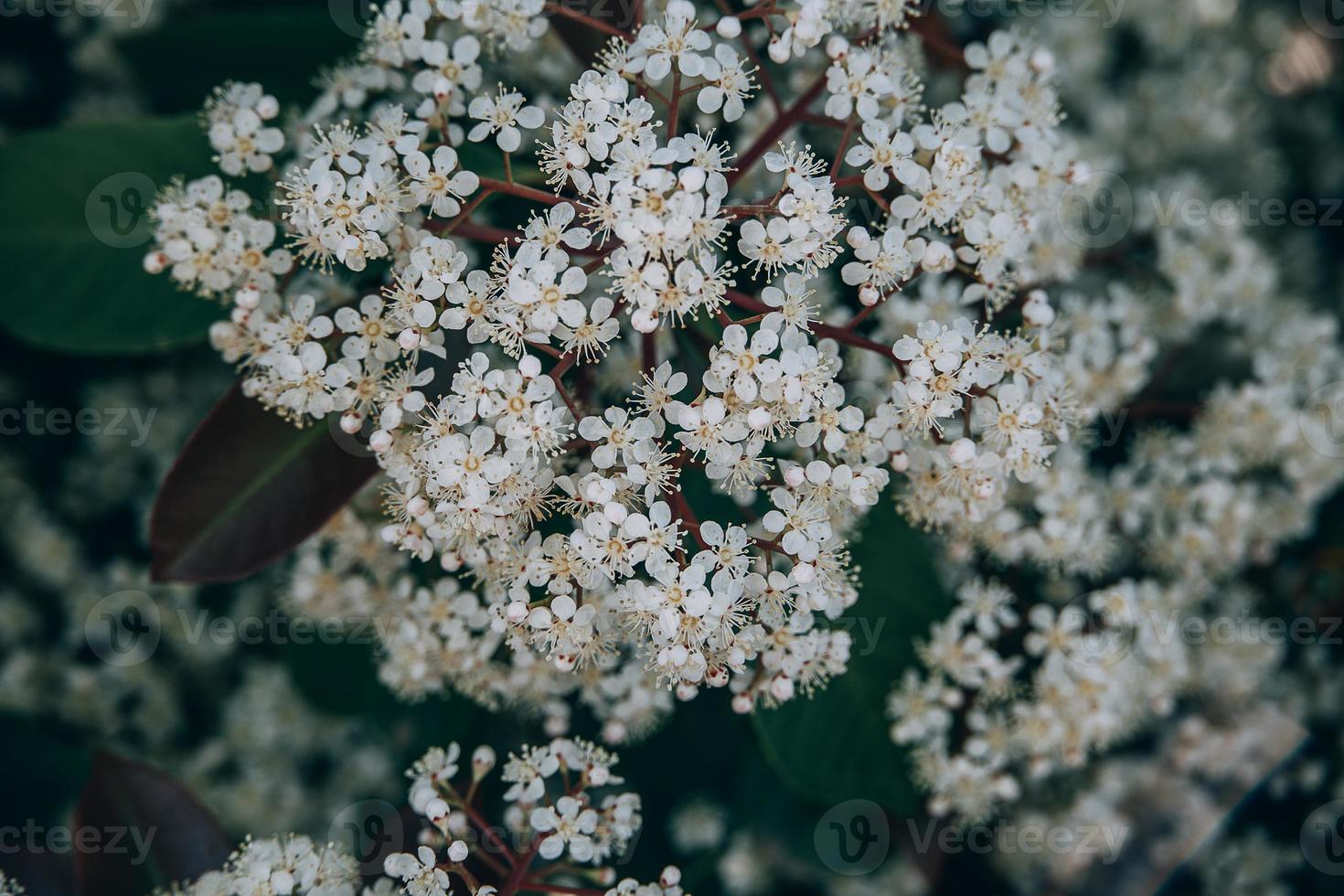 spring bush with small white flowers on a sunny day in close-up photo