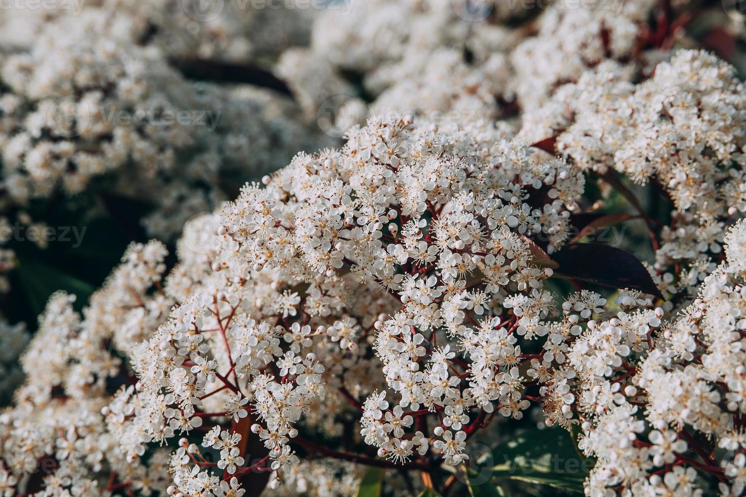 primavera arbusto con pequeño blanco flores en un soleado día en de cerca foto