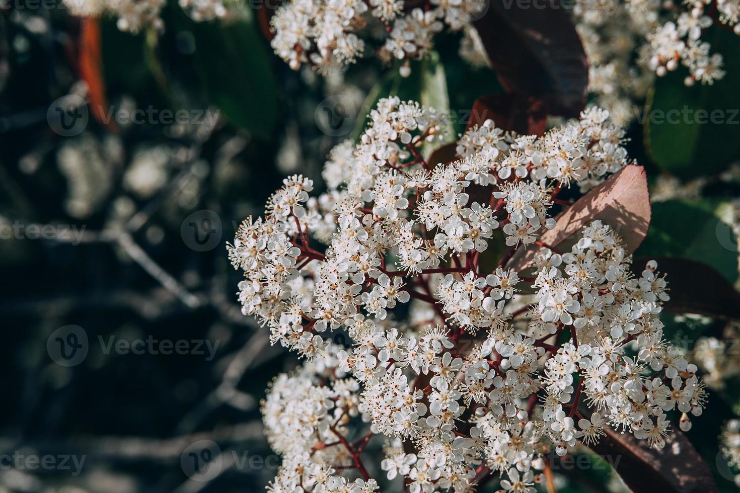 spring bush with small white flowers on a sunny day in close-up photo