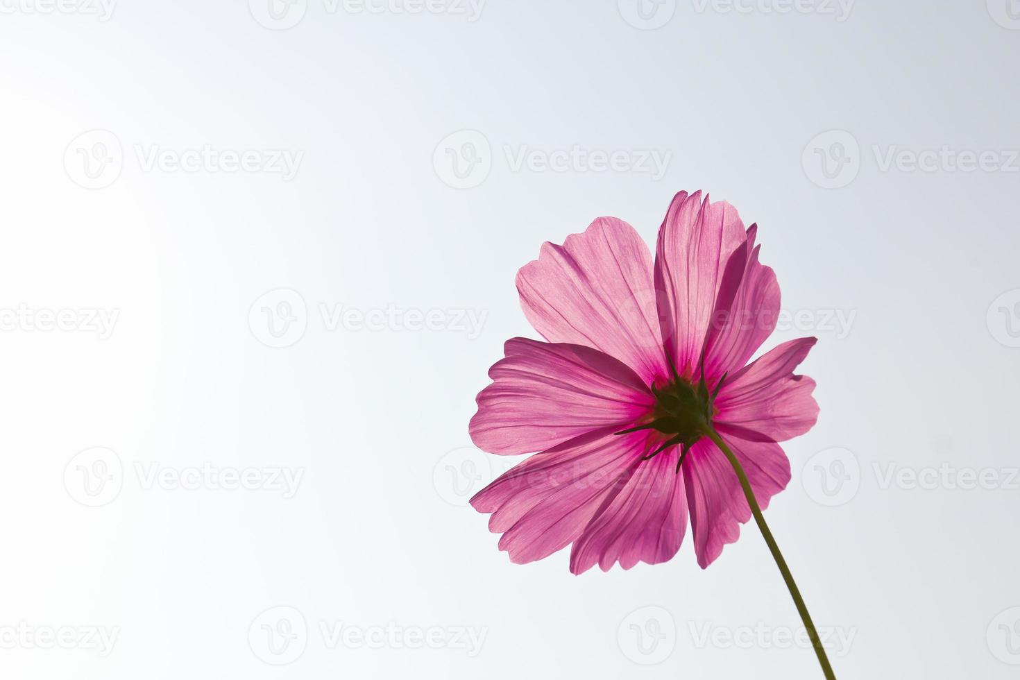 Pink Cosmos flowers photo