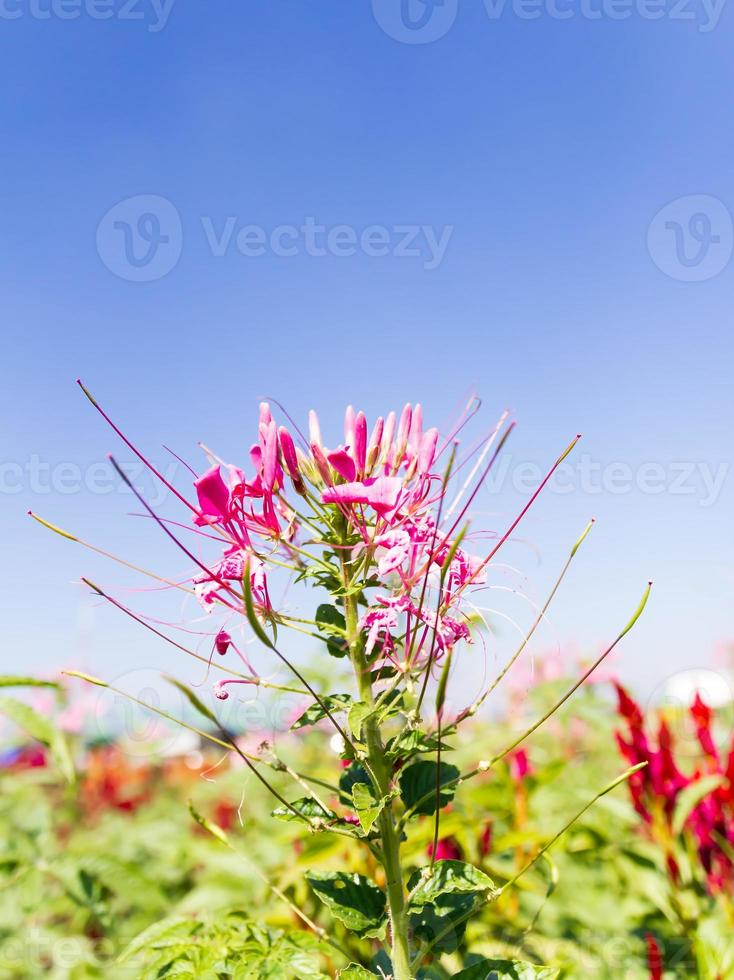 Cleome spinosa linn o araña flor foto