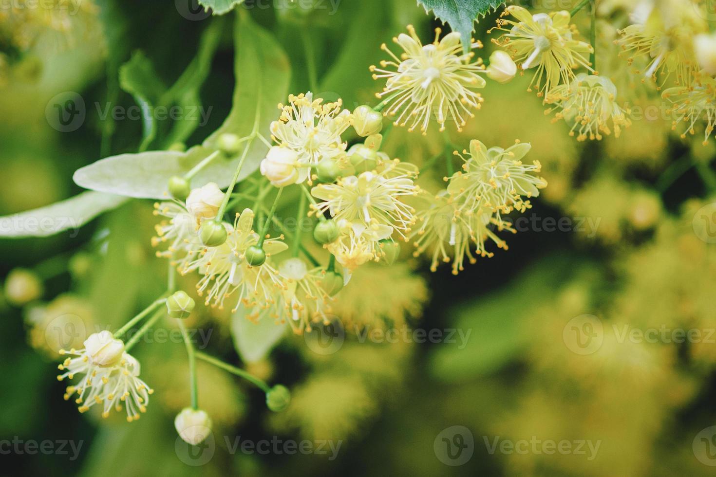Linden tree blossom in summer forest, close up of lime blooming photo
