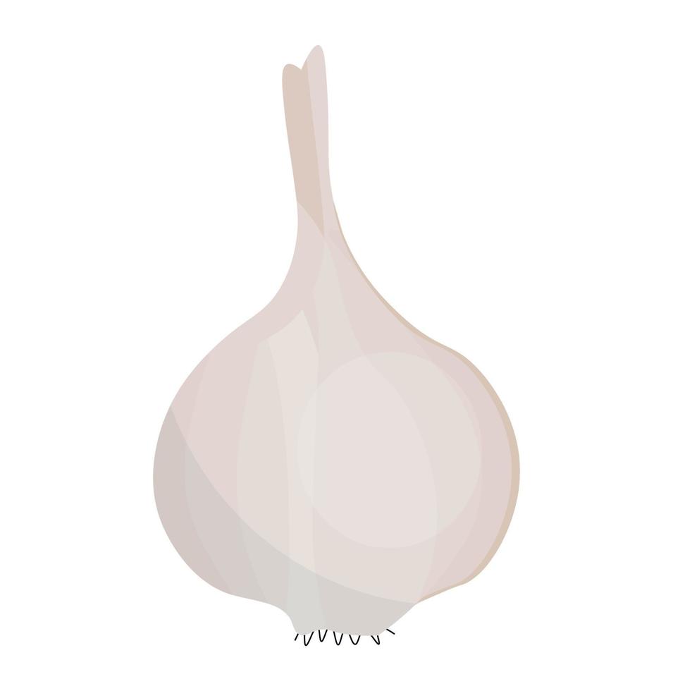 Garlic for colds. garlic bulb isolated vector