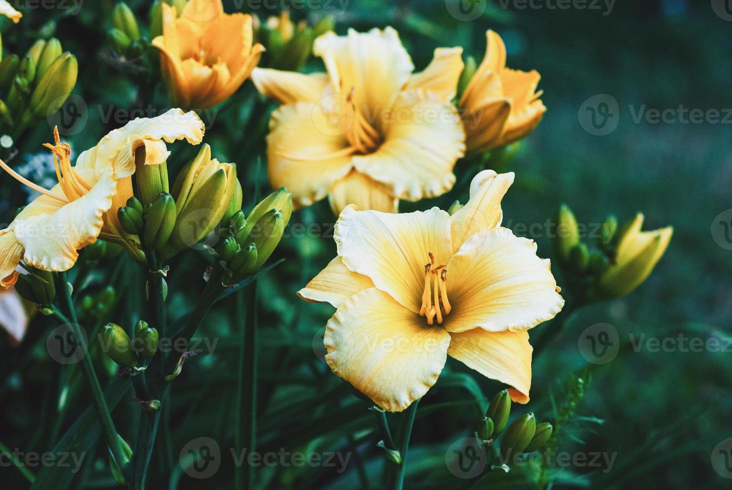 Daylily Mary's Gold - yellow Hemerocallis plant blooming in the garden photo