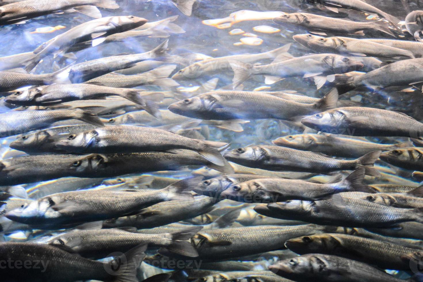 A school of fish photo