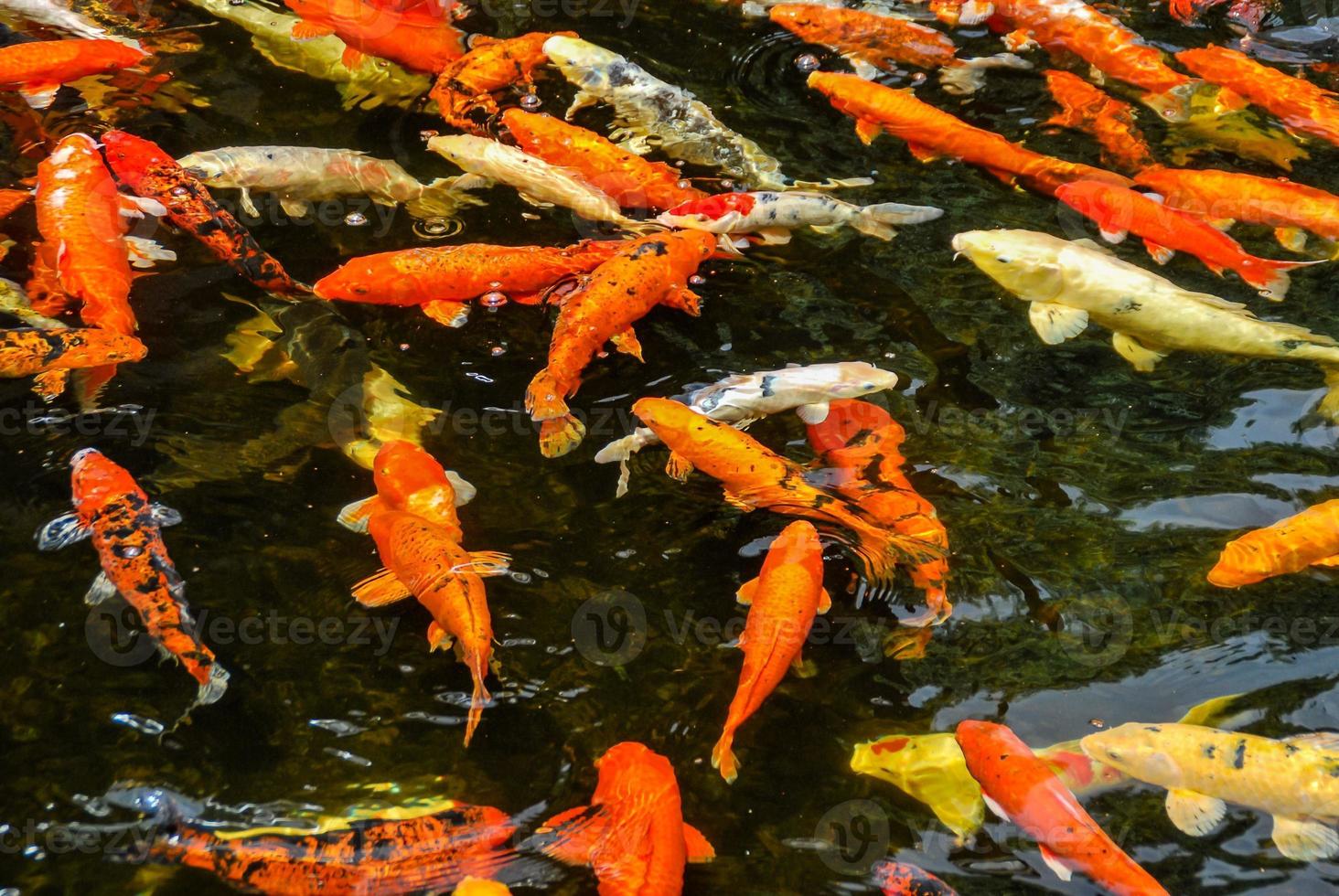 Pond of koi fish photo