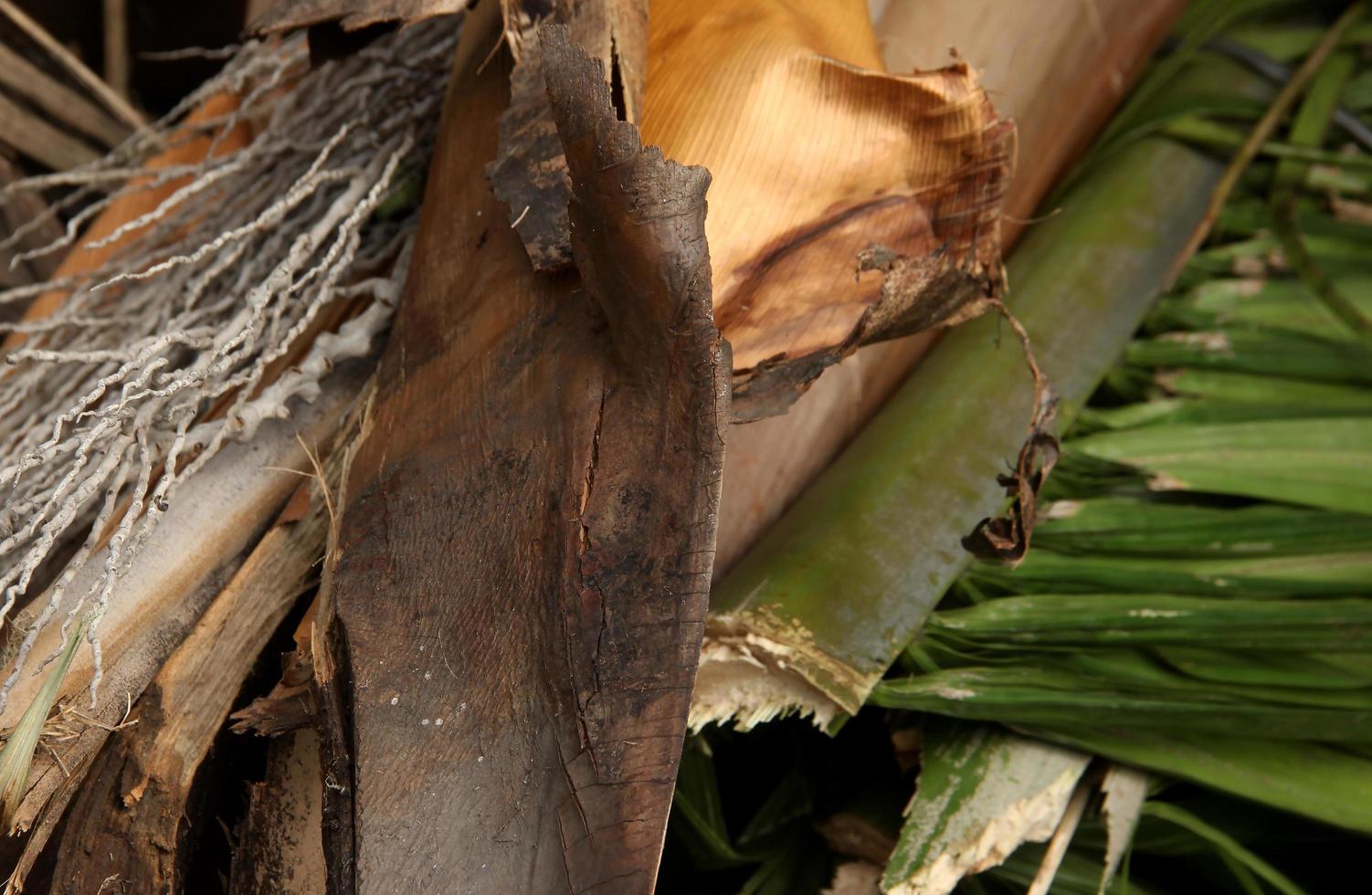 Close up cut up tree plant photo. Isolated dried up coconut tree branch and leaves parts on landscape horizontal template. photo