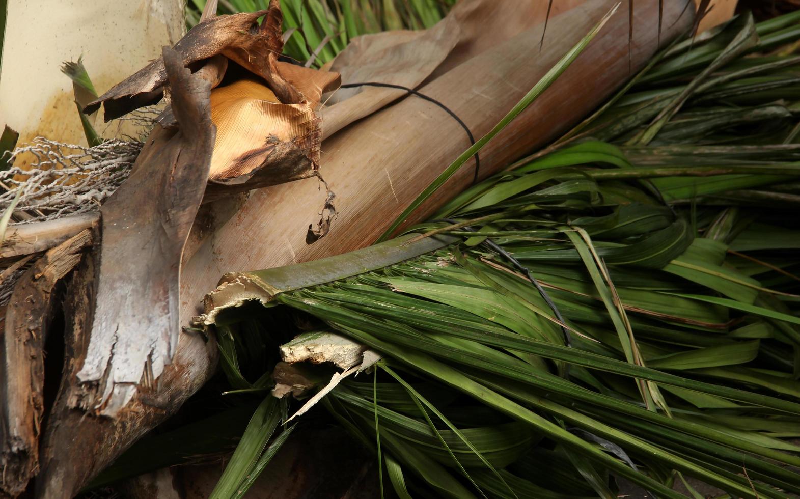 Close up cut up tree plant photo. Isolated dried up coconut tree branch and leaves parts on landscape horizontal template. photo