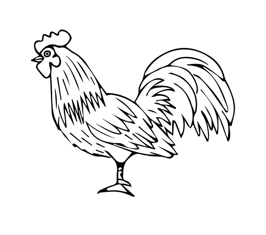 Vector black hand drawn rooster