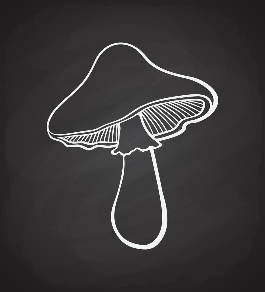 Hand drawn doodle illustration of mushroom on blackboard vector