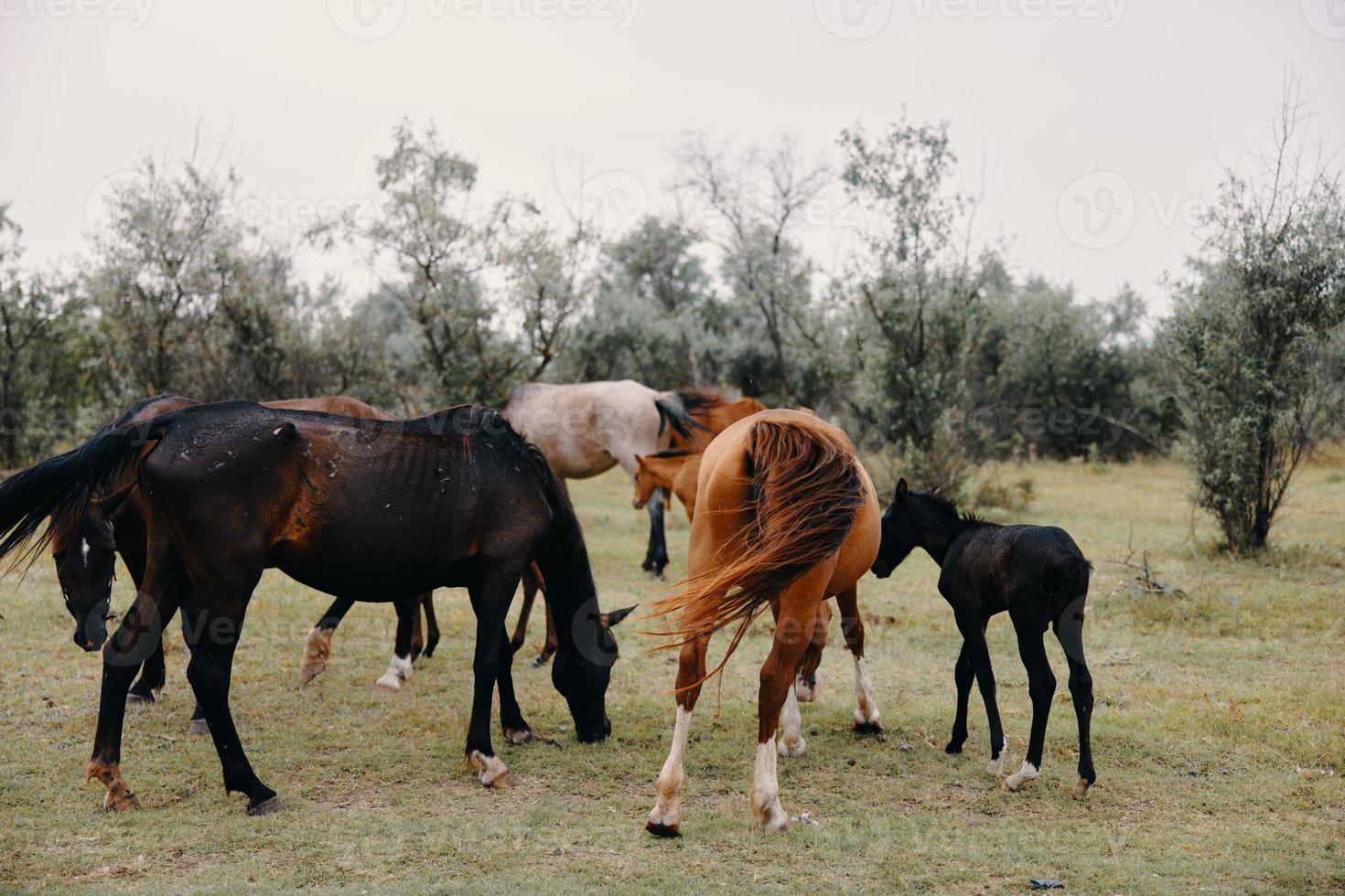 Horses eat grass in the field nature mammals photo