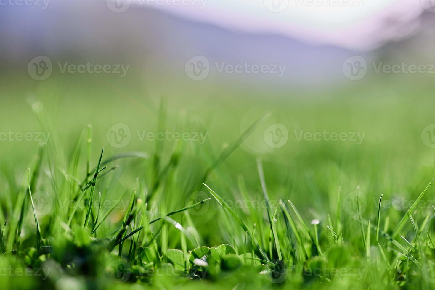 Green summer grass in the rays of sunlight, preserving the nature of the earth photo