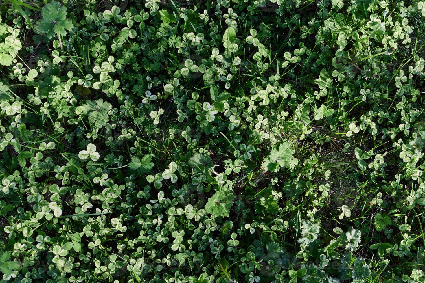 Close-up view of summer green lawn grass, microclover in sunlight photo
