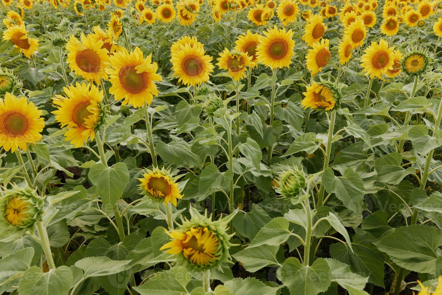 Sunflower in the abundance field in the summer sunshine color image photo