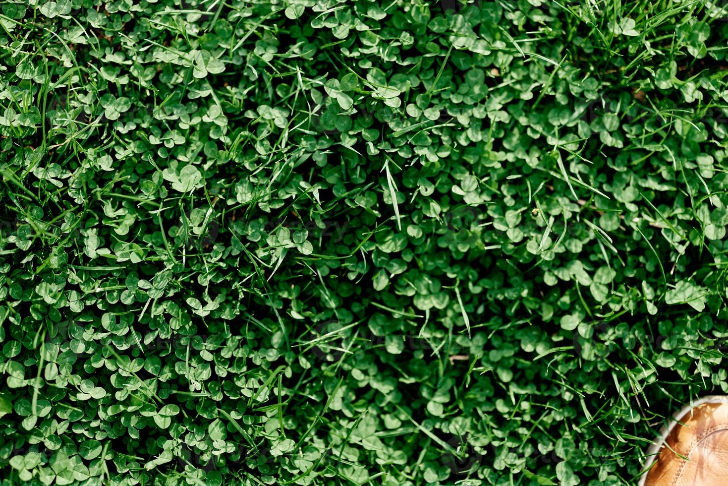 Young summer clover grass and microclover close-up, greening the environment, summer sunlight on the leaves photo