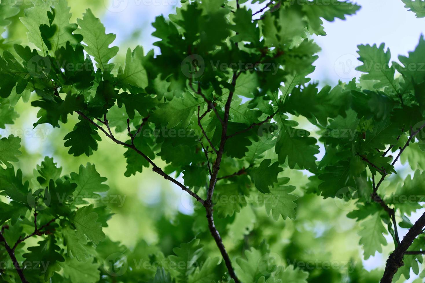 Green fresh leaves on the branches of an oak close up against the sky in sunlight. Care for nature and ecology, respect for the Earth photo