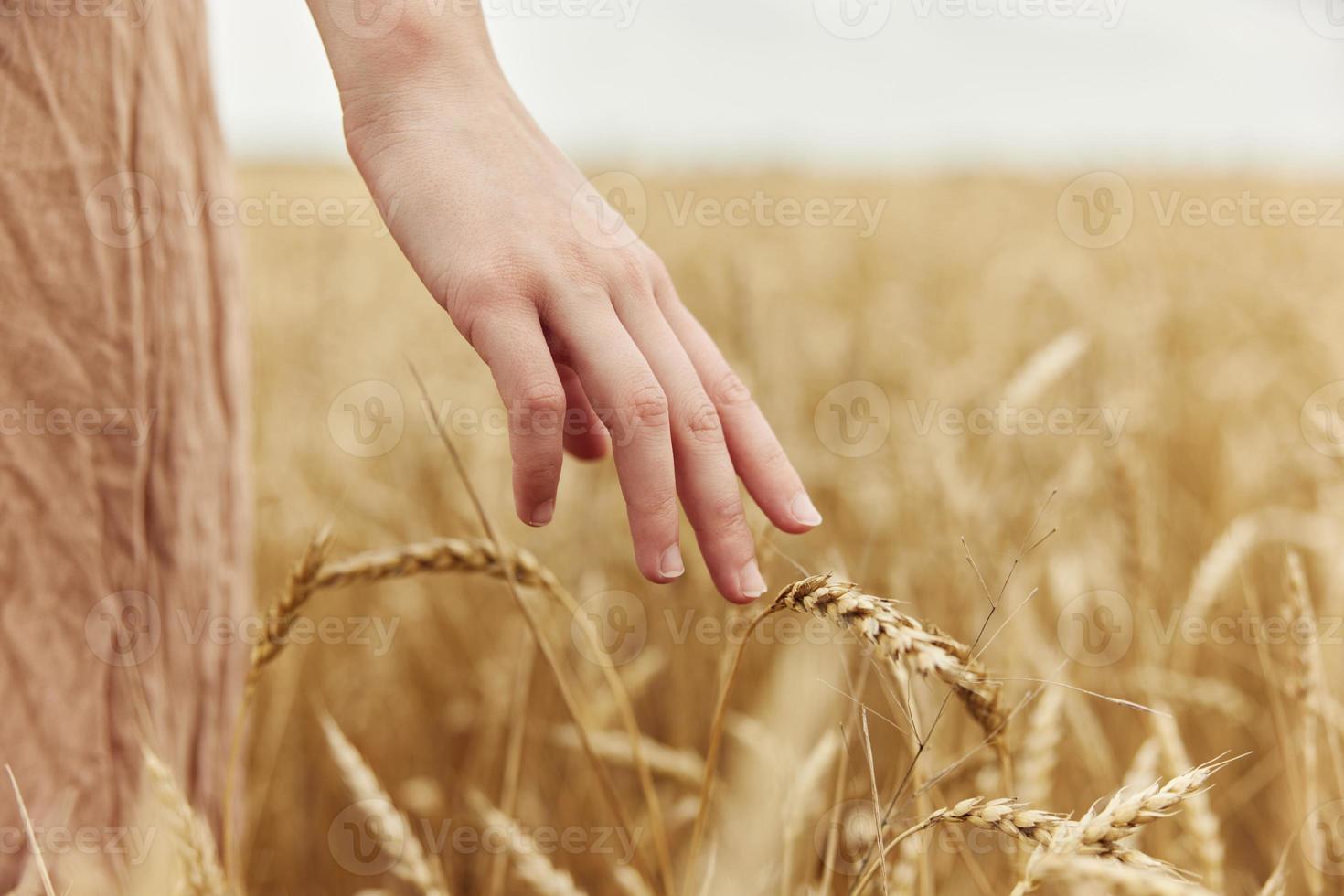 touching golden wheat field spikelets of wheat harvesting organic sunny day photo