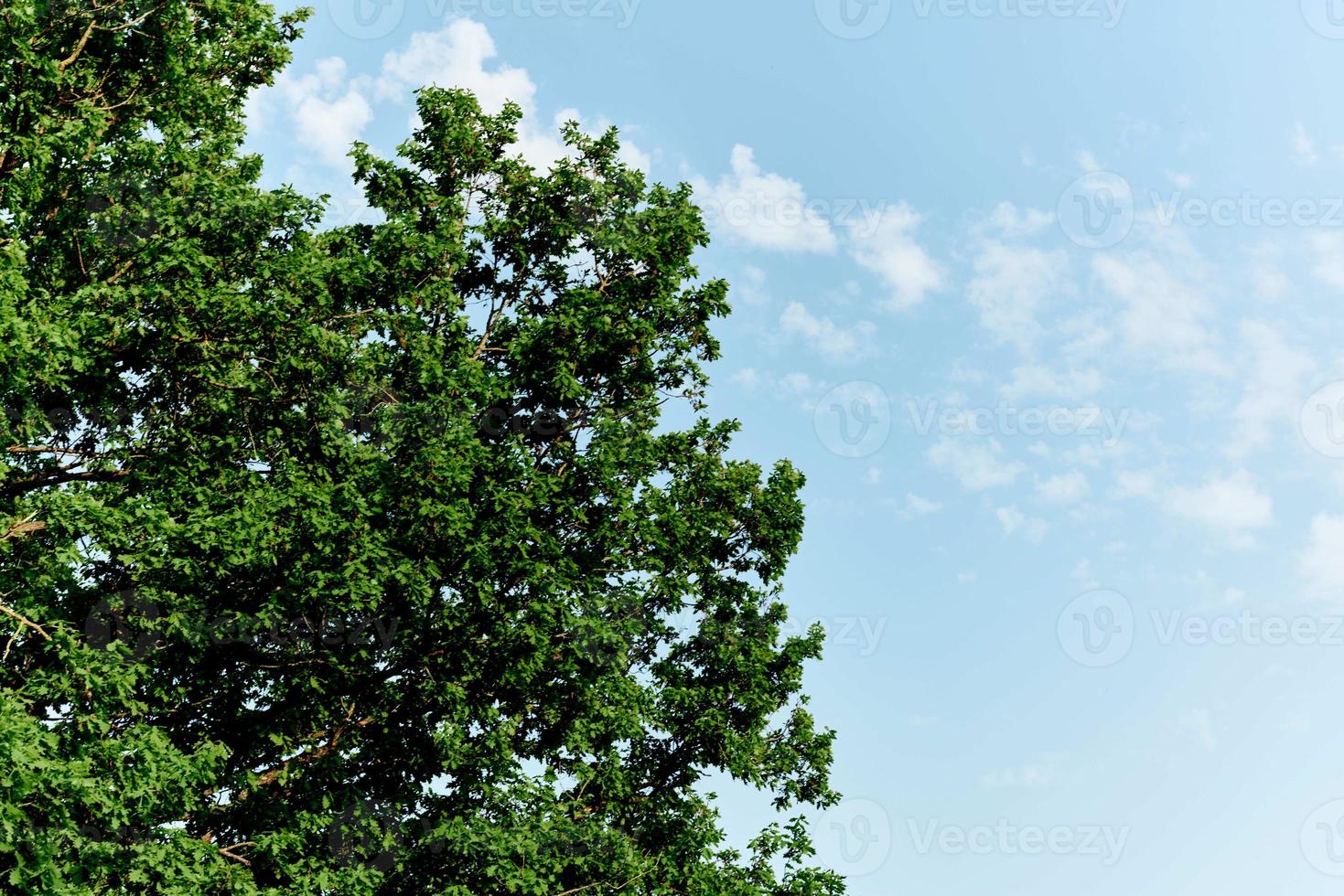 Spring blooms of nature, green young leaves of a tree against a blue sunny sky photo