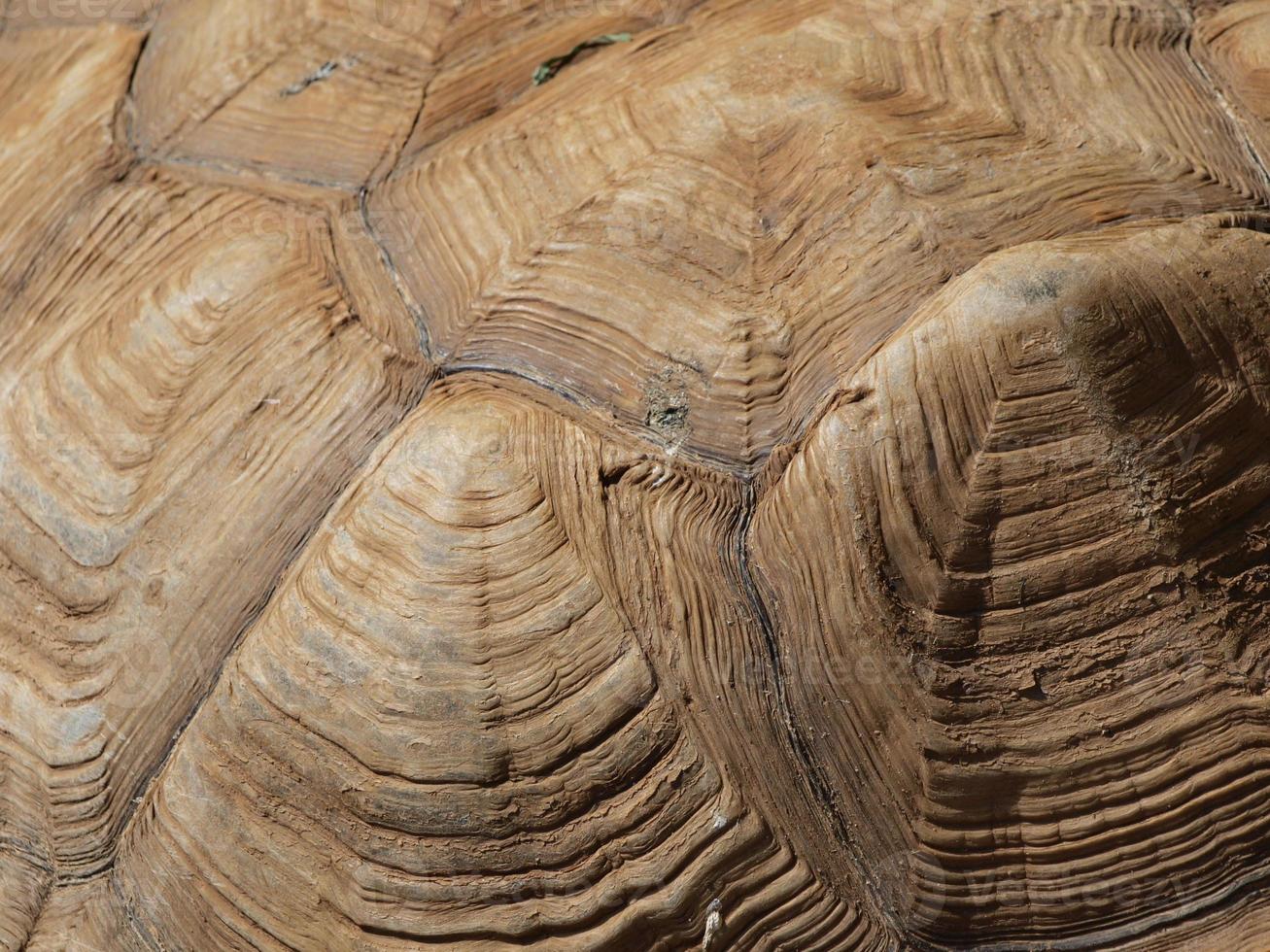 turtle shell texture detail photo