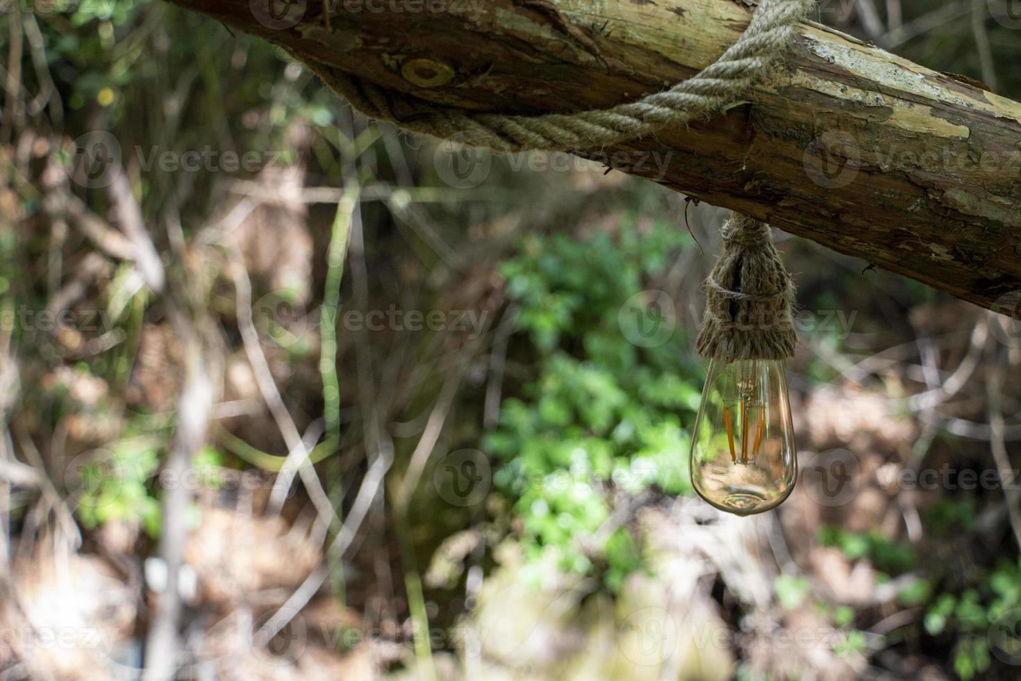 The old light bulb hanging on a tree branch in the forest during summer. The vintage incandescent lamp. photo