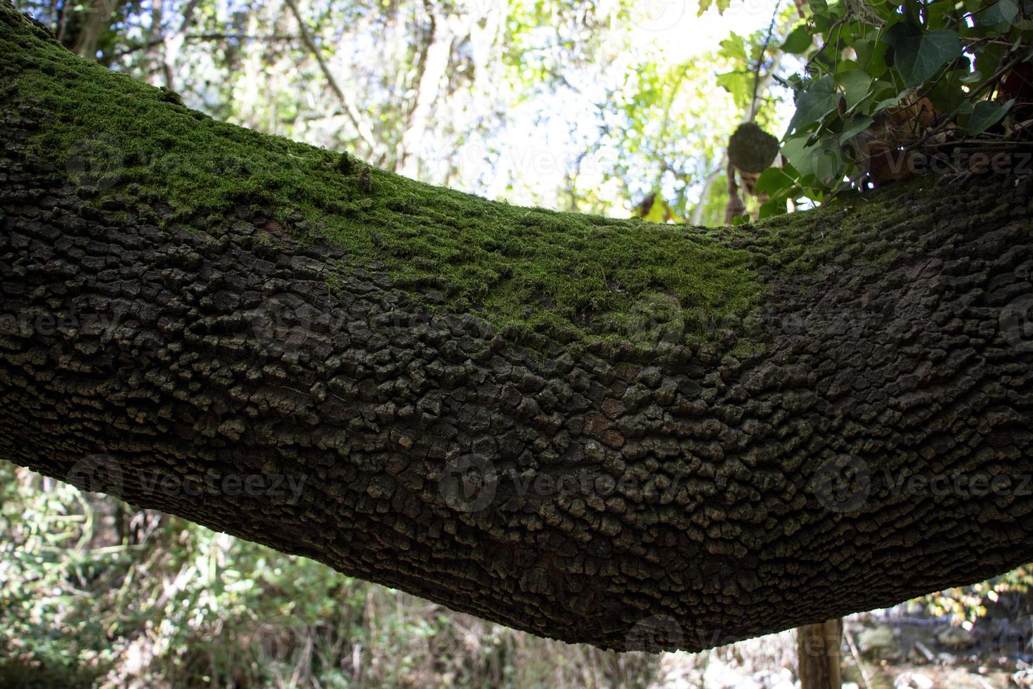 Moss on a tree in the forest, closeup of the photo. photo