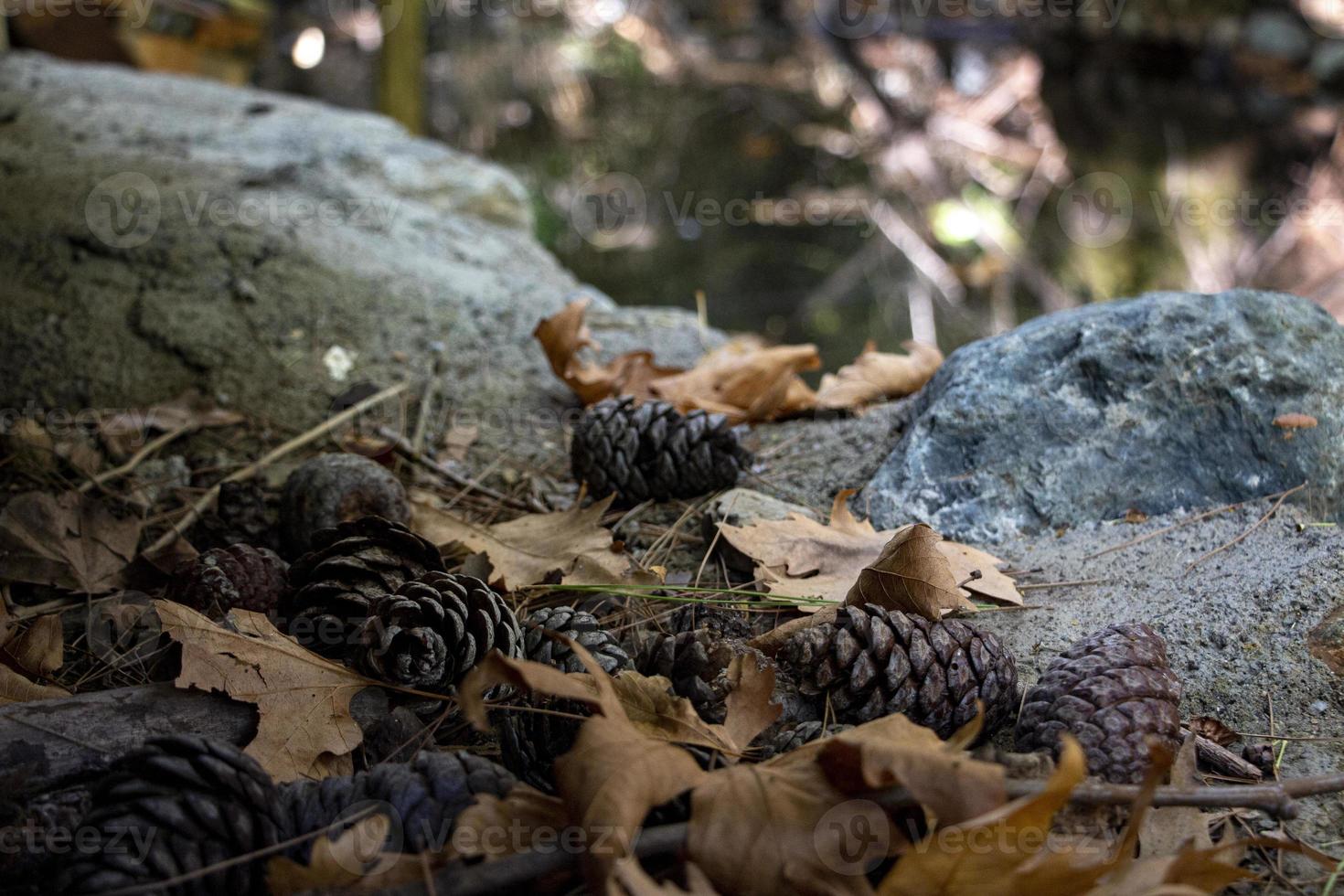 Pine cones and fallen leaves on the ground in the forest in autumn. photo