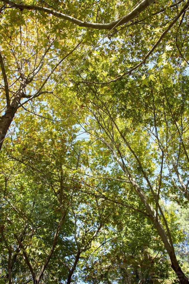 forest trees view from below into the sky, autumn natural green wood photo