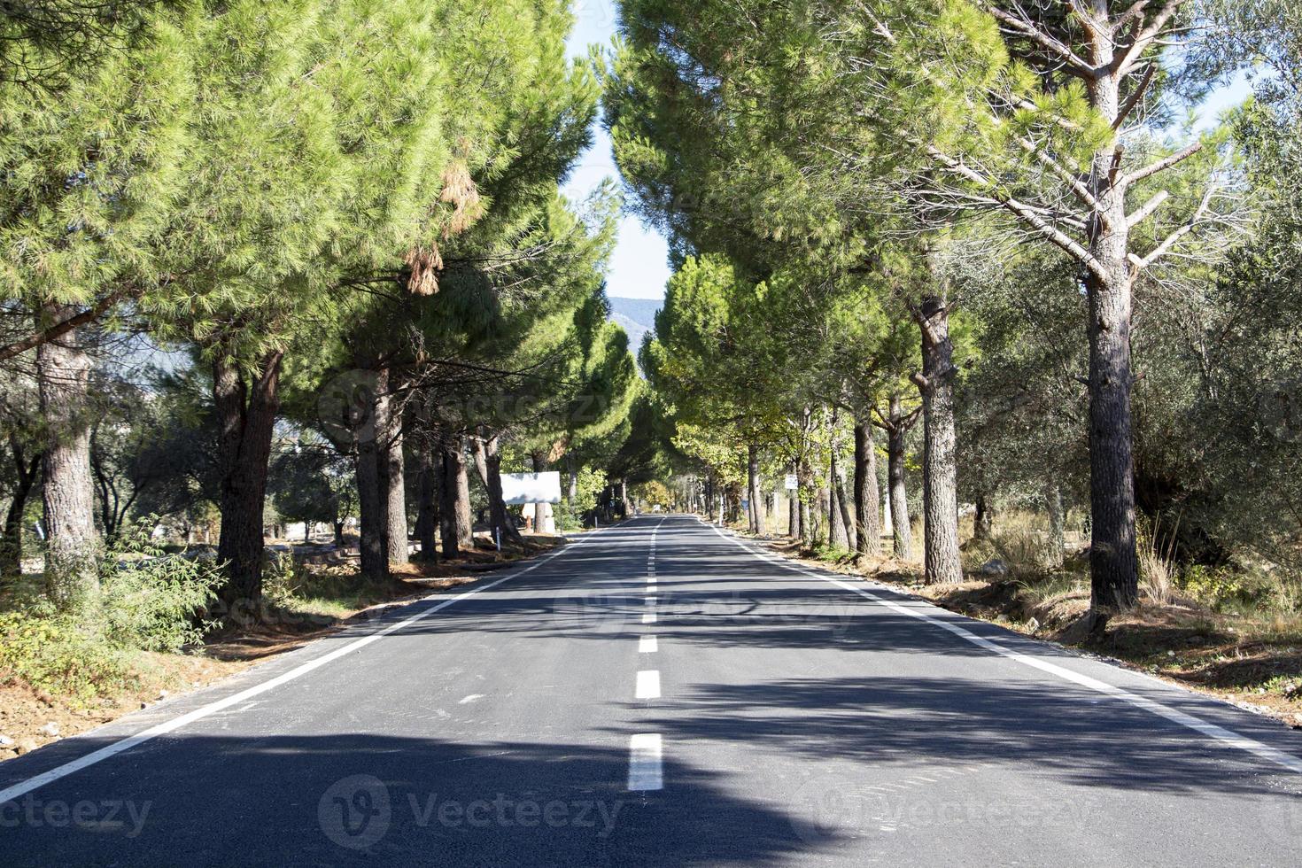 Asphalt road with trees in the background. Asphalt road through the pine forest in. Close-up of a white line on the asphalt photo