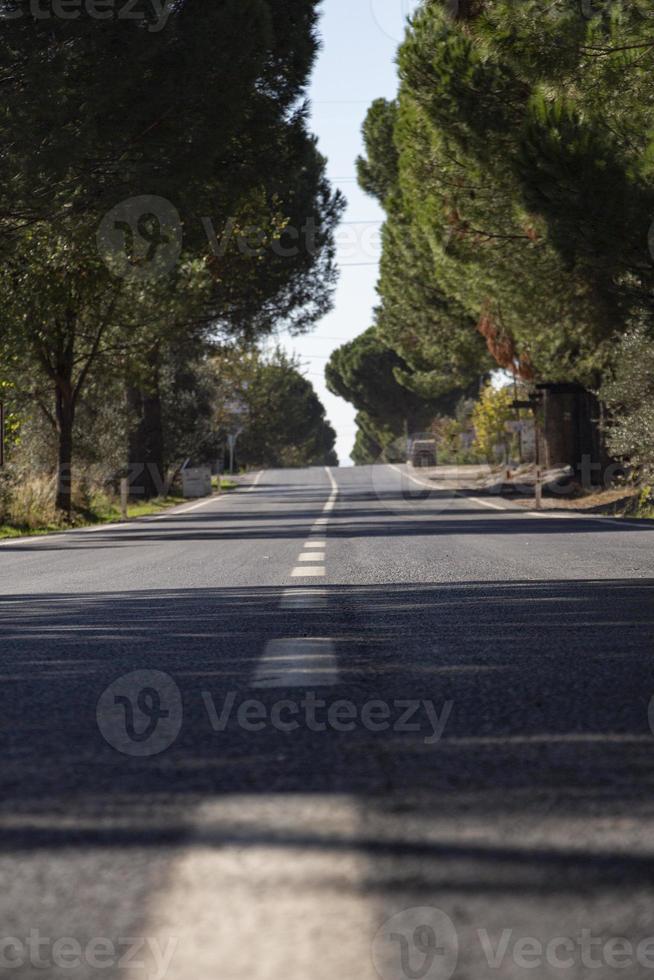 Asphalt road with trees in the background. Asphalt road through the pine forest in. Close-up of a white line on the asphalt photo