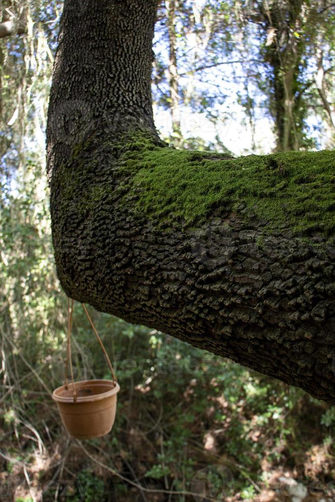 A flowerpot hangs on a tree above a stream in the forest. Green moss on the tree. photo