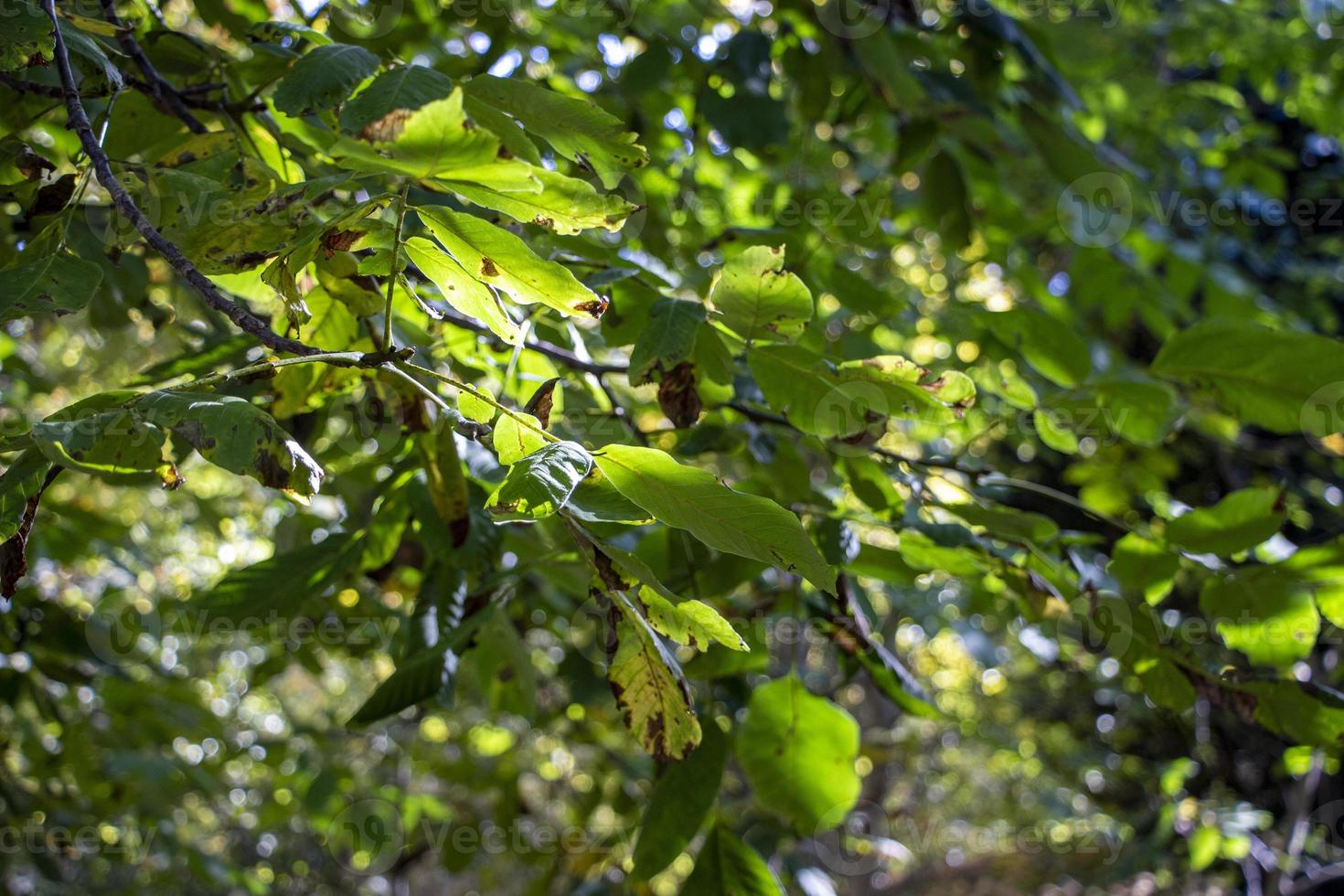 Green leaves background in sunny day. green foliage texture in sunny day photo