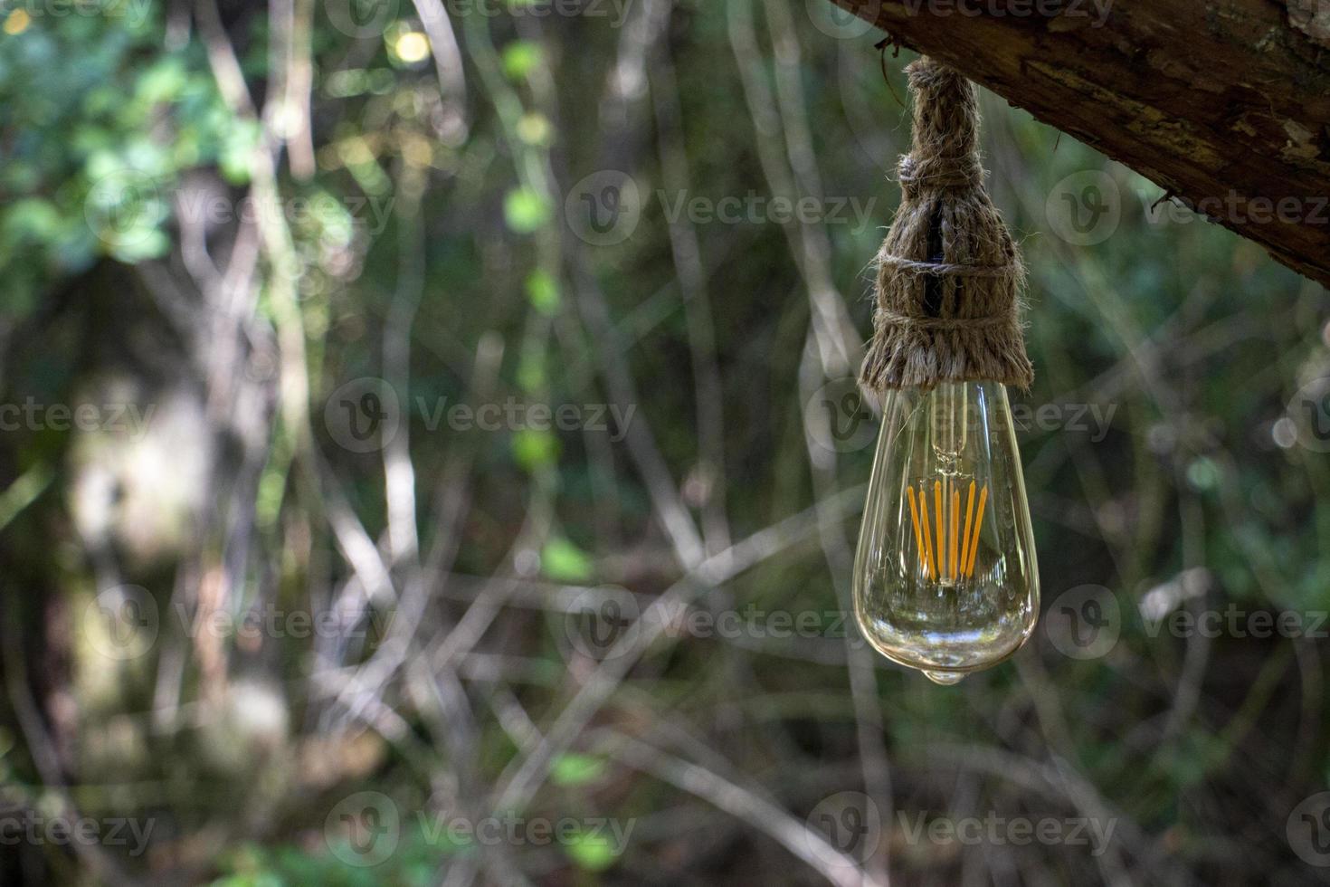 The vintage incandescent lamp is hanging from a tree in the forest. Selective focus. photo