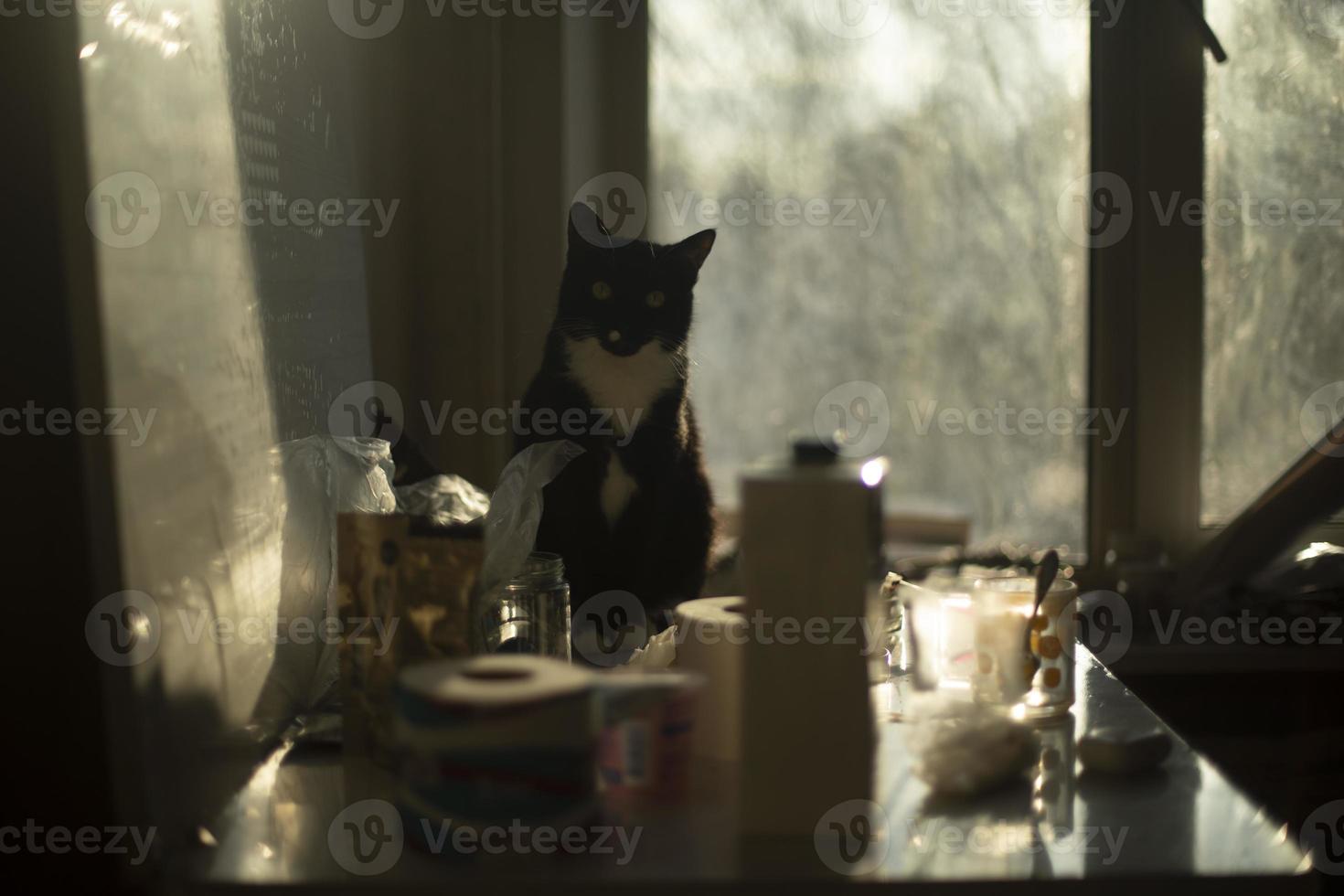 gato a hogar en Mañana. gato sentado en mesa. mascota en luz de sol. foto