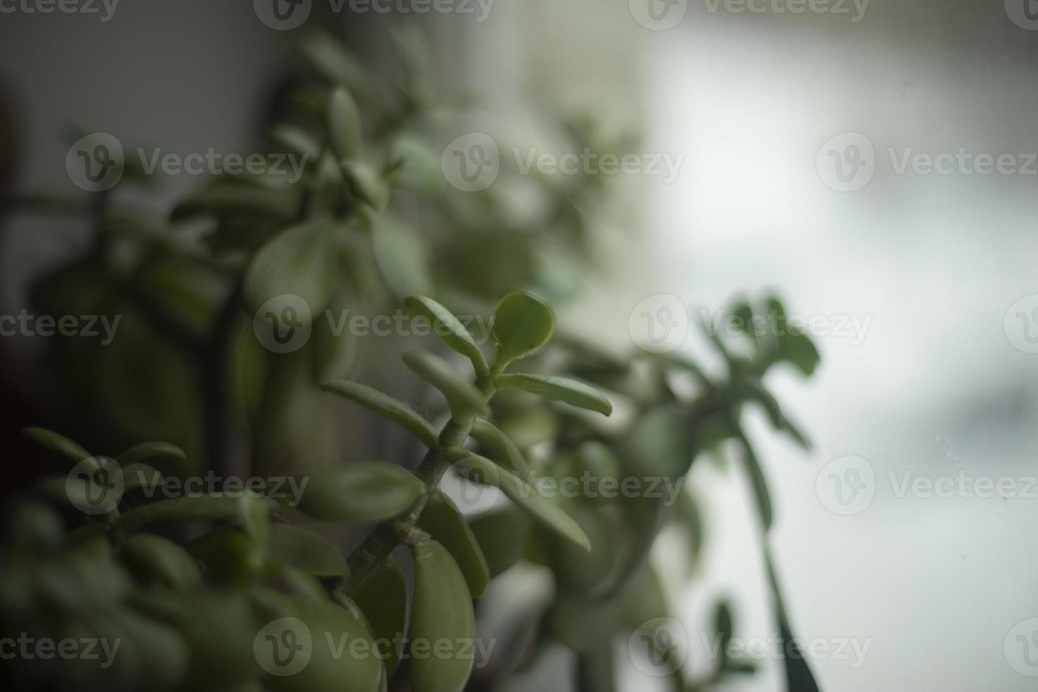 House plant in room. Interior details. photo