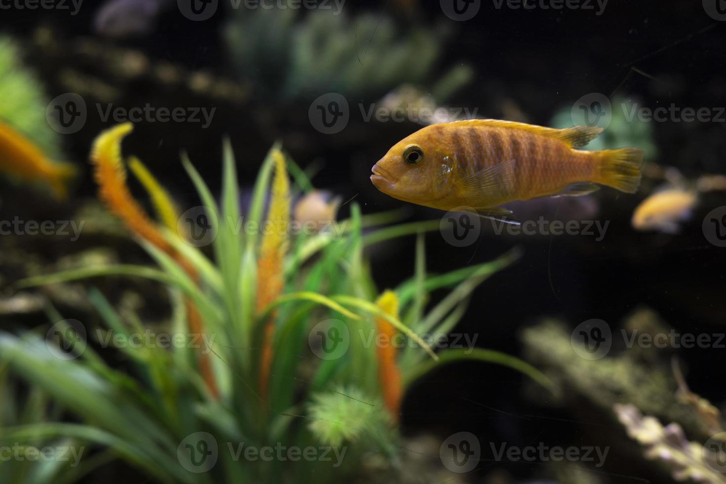 Fish in aquarium. Flora and fauna in water. Pets swim. photo