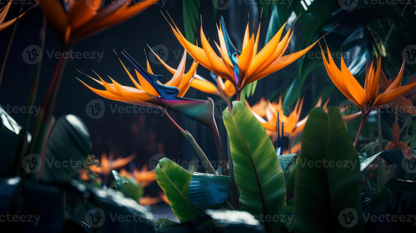 Bird of paradise flower in the forest. . photo