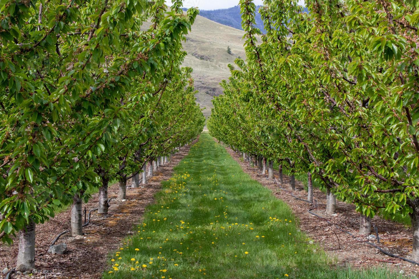 path in the orchard photo