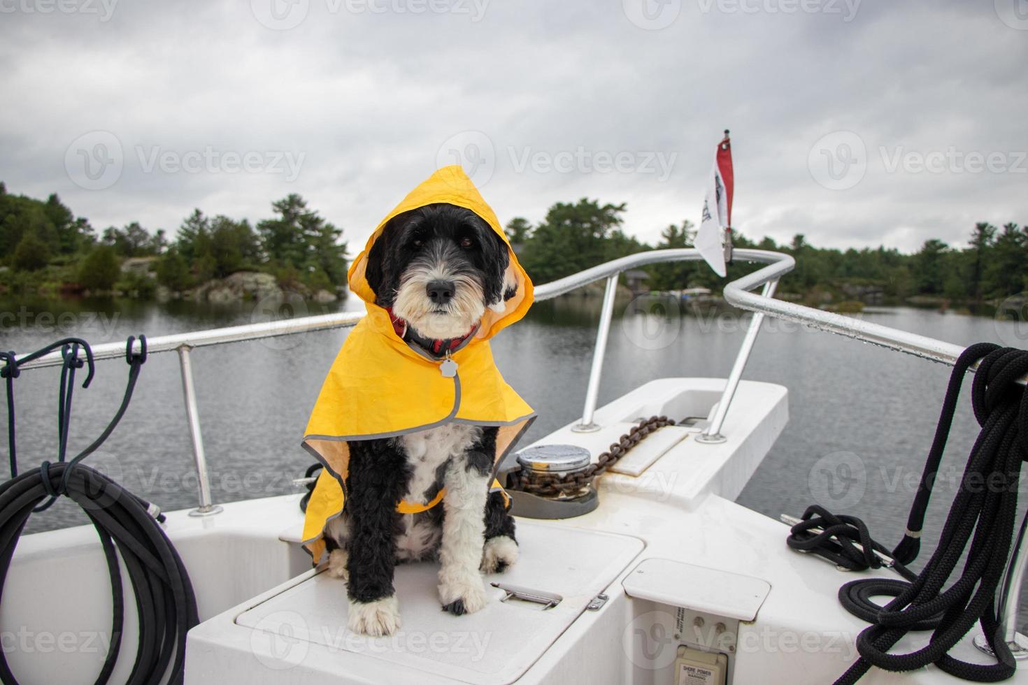 Dog wearing a yellow rain coat on a boat photo