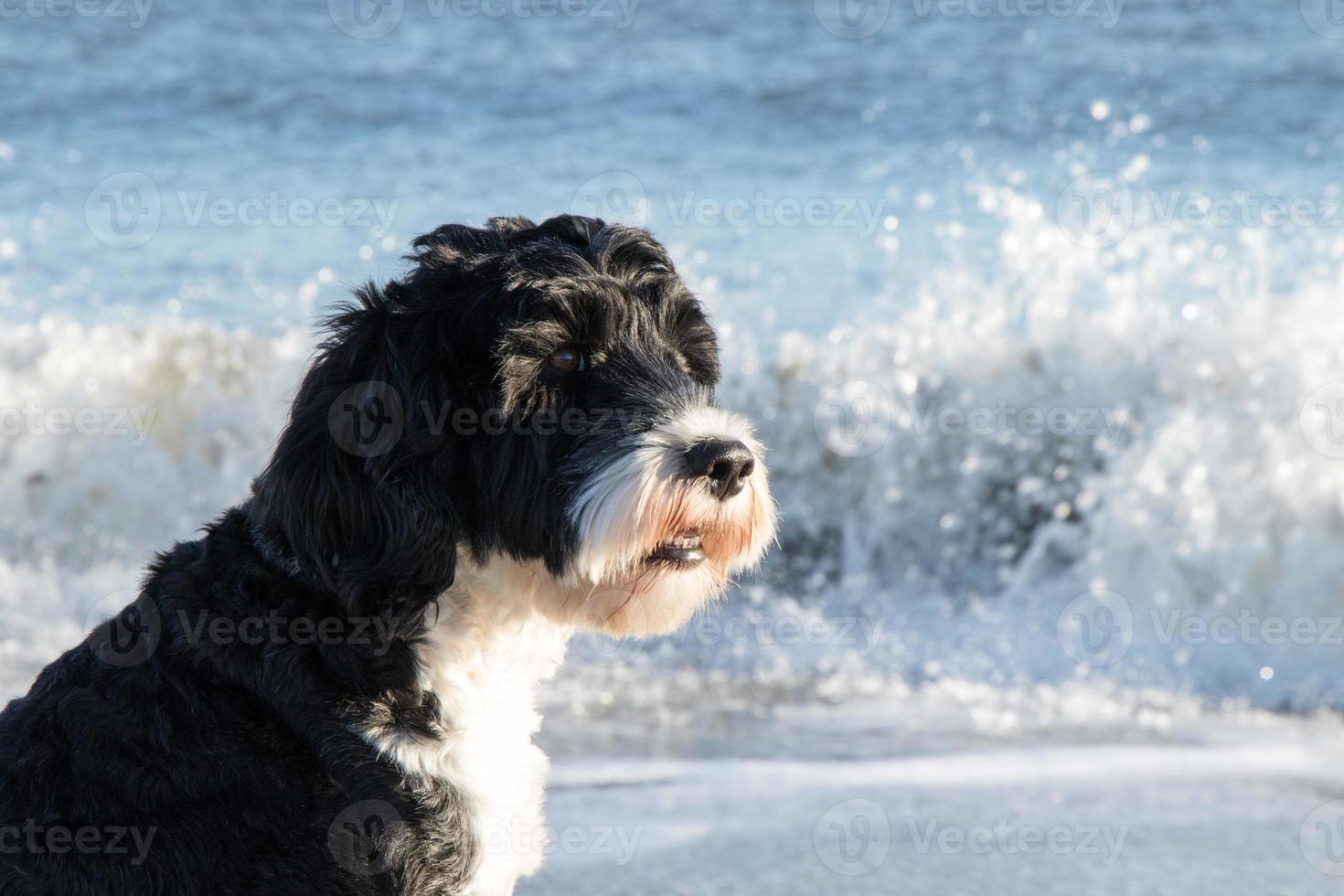 Dog portrait at the ocean photo